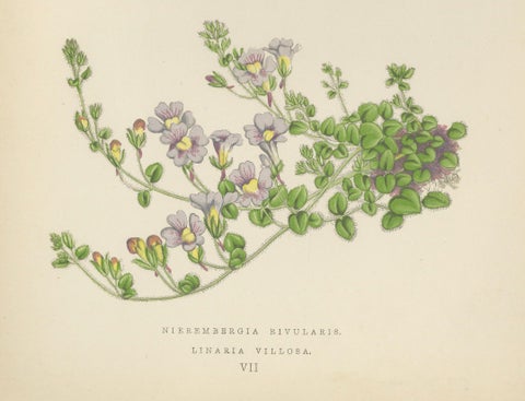 White Cupflower and Hairy Toadflax, Hand-Coloured Botanical Print, 1874, close-up 3