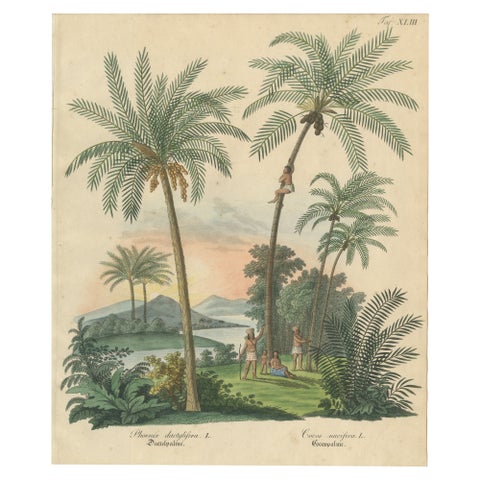 Antique Date Palm & Coconut Botanical Scene, Phoenix & Cocos, c.1831