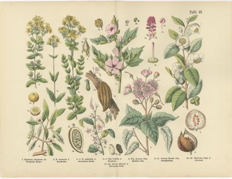 German Wildflower Botanical Plates, Chromolithographs, Stuttgart circa 1890, view 4