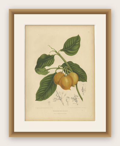 Original Antique Botanical Chromolithograph of False Mangosteen, c.1880, shown framed