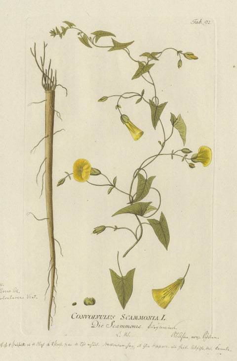 Vintage Scammony Vine Engraving, Icones Plantarum Medicinalium, 1788, close-up 3