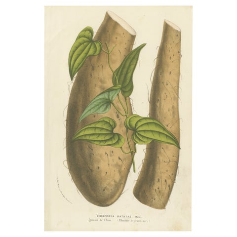 Botanical Illustration of Chinese Yam: Dioscorea Batatas, c.1855