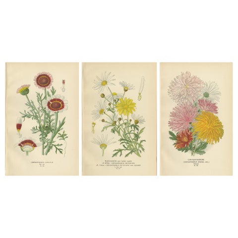 Botanical Prints: Chrysanthemum Carinatum, Paris Daisy & Chrysanthemums, 1897