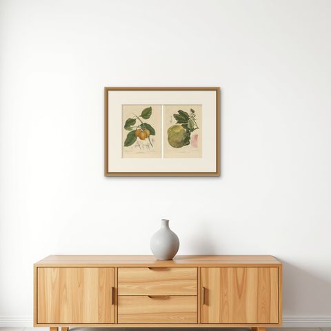 Set of Two Antique Prints, Citrus Decumana, Xanthochymus Dulcis, circa 1870, shown framed on a wall, true to size