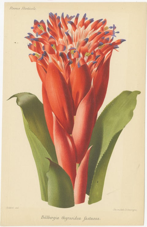 Stunning Bromeliads: Queen's Tears and Flaming Torch in Artful Display, c.1855, view 3
