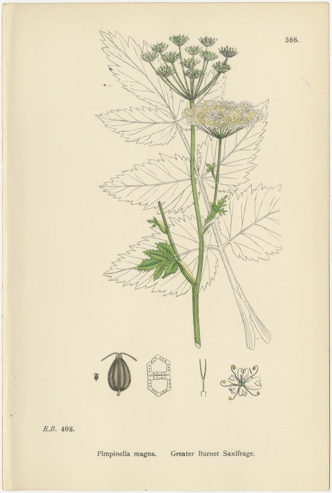 Antique English Botanical Prints, Elegant British Wildflowers, Sowerby c.1902, view 4