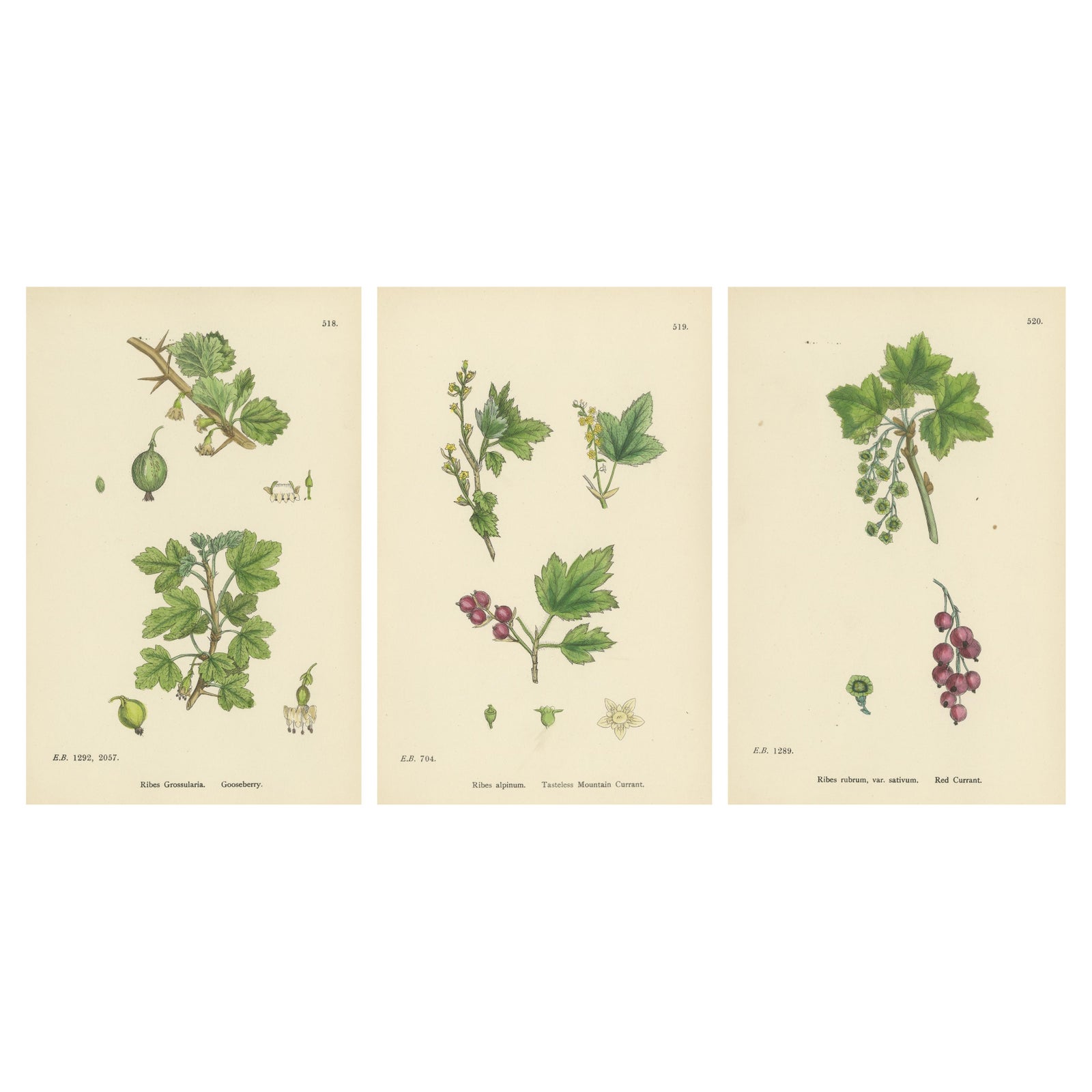 Hand-Colored Botanical Engravings of Gooseberry and Currant Varieties, 1902