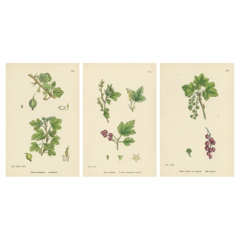 Hand-Colored Botanical Engravings of Gooseberry and Currant Varieties, 1902