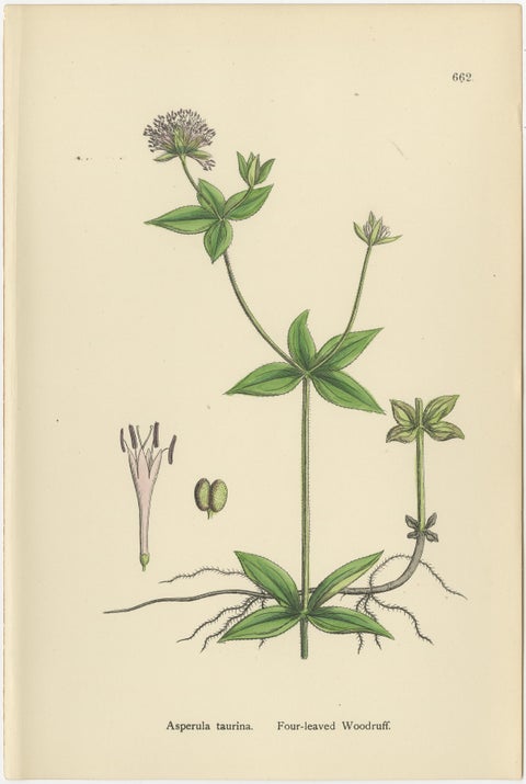 Set of 10 English Botanical Prints 1902, Galium & Asperula, Sowerby, view 11