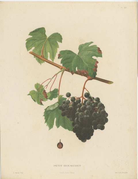 Rare Original Antique Lithograph of the Petit Bouschet Grape Variety, 1890, view 2