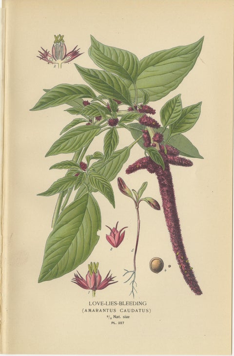 1897 Botanical Prints, Love-Lies-Bleeding, Variegated Amaranth, and Cockscomb, view 2