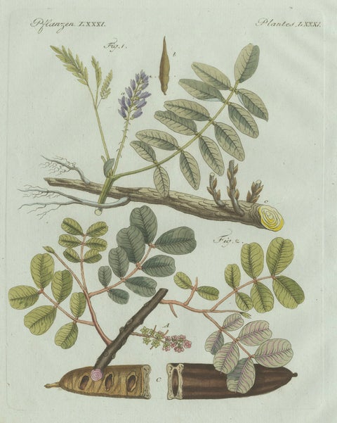 Original Antique Botanical Print of Rubber and Gum Arabic Trees by Bertuch, 1802, close-up 1