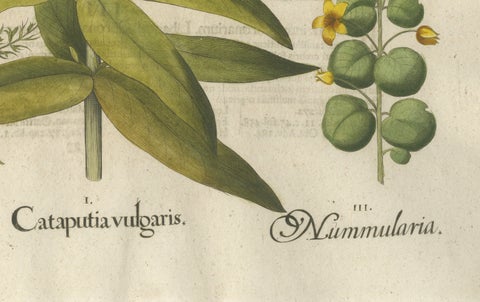 Basilius Besler Spurge, Glasswort & Pennywort Botanical Engraving, 1613, close-up 4