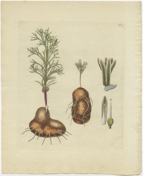 Set of 4 Antique Prints of Various Plants by Jacquin, 'c.1790', view 4