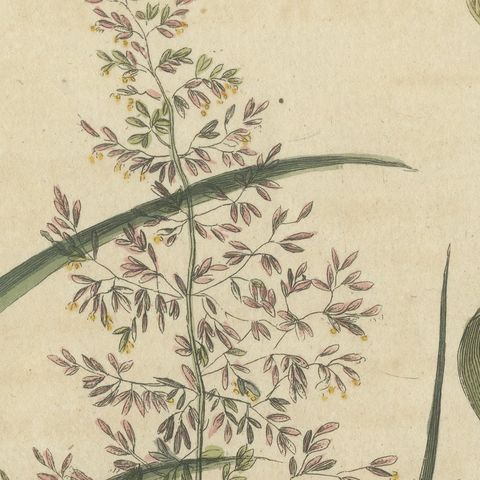 Two Grasses with Flower Details, Antique Bertuch Print, circa 1818, close-up 4