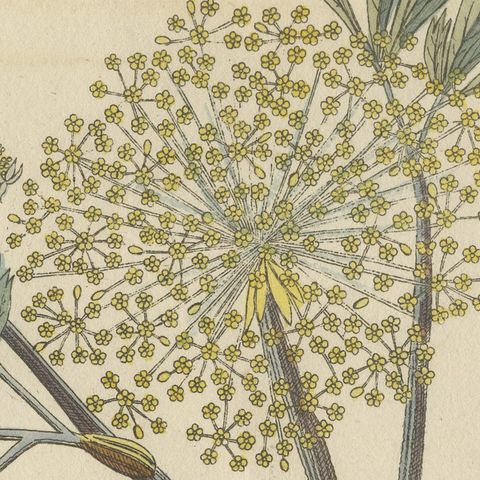 Galbanum and Hungarian Gentian, Antique Bertuch Print, circa 1805, close-up 1
