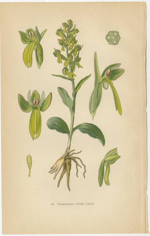 Floral Symphony: Müller's 1904 Botanical Illustrations, view 3