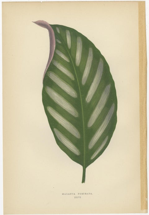Set of 6 Botany Prints, Gesnera Cinnabarina, Dracaena Perrea (1891), view 2