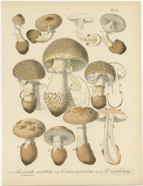 Set of 8 Antique Mycology Prints of Various Fungi by Barla, circa 1890, view 8