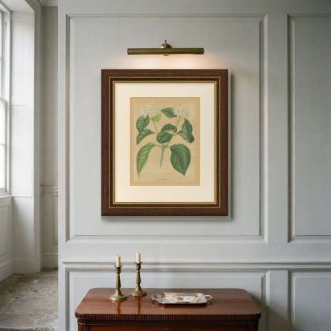 Viburnum Macrophyllum, Flowering Branch on Buff Ground, 1859, shown framed on a wall, true to size