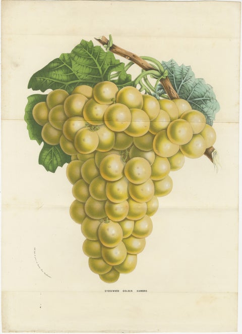 Stockwood Golden Hambro Grapes: Hand-Colored Lithograph by Louis van Houtte, view 2