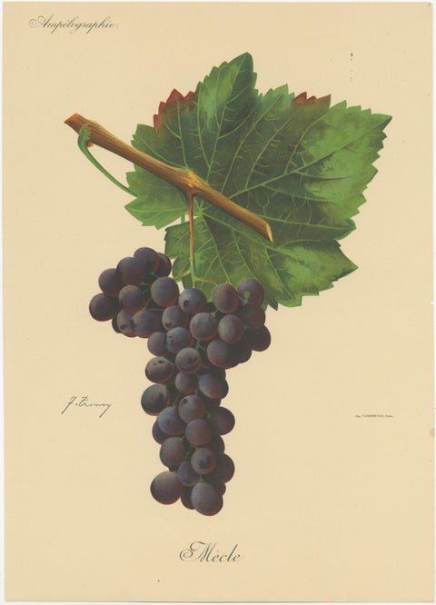 Set of three Antique Prints of Red Grape Varieties, view 3