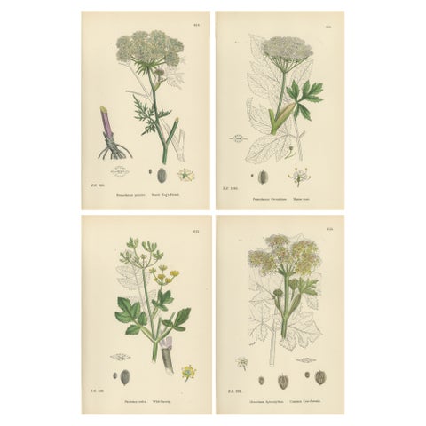Four Antique English Botanical Herb Prints, Elegant Green Umbellifers, 1902