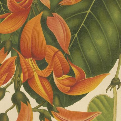 Original Antique Flame of the Forest Botanical Chromolithograph, ca.1880, close-up 6