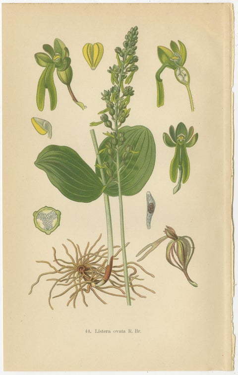 Listera Lore: Botanical Illustrations of Heart-Leaved Orchids from 1904, view 3