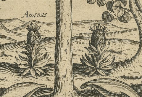 Cornucopia of India: Pineapples, Betel, Date Palms, Soursop, and Mangoes, 1601, close-up 3