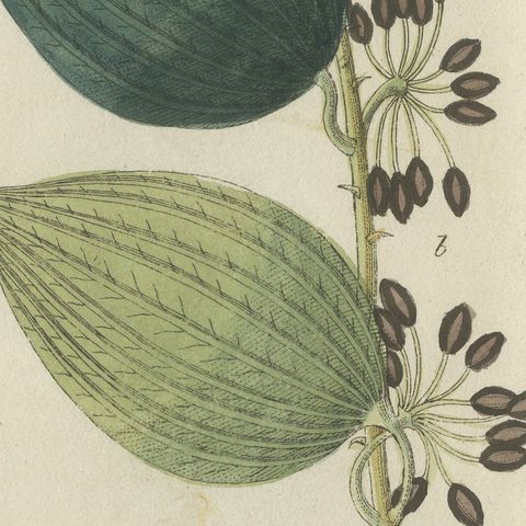 Manna Ash and Sarsaparilla Medicinal Plants, Antique Bertuch Print, circa 1805, close-up 6