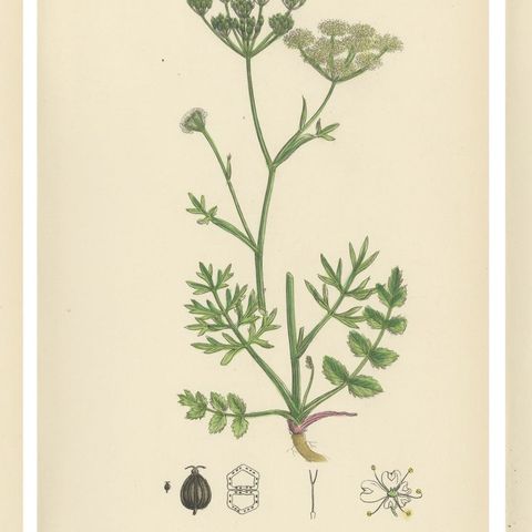 Antique English Botanical Prints, Elegant British Wildflowers, Sowerby c.1902, close-up 1