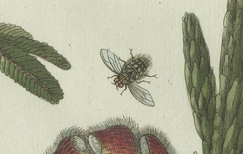 Original Antique Botanical Print of Carrion Flower and Mimosa by Bertuch, 1805, close-up 1