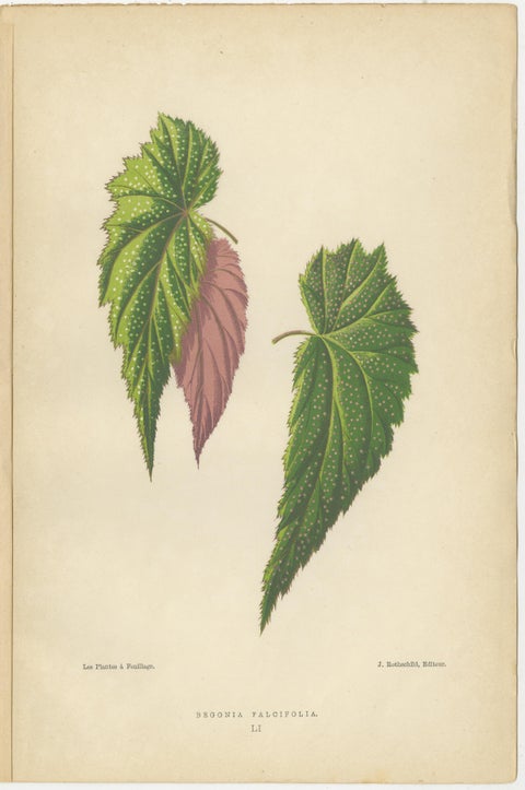 Botanical Elegance: A Trio of Antique Foliar Portraits, Published in 1880, view 4