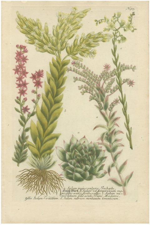 Decorative Botanical Engraving of Sedum & Succulent Plants, 1737