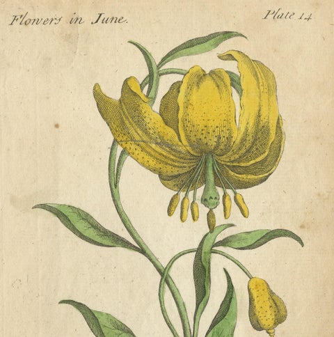 Antique Print of the Mountain Lily and Rosa Mundi, 1747, view 3