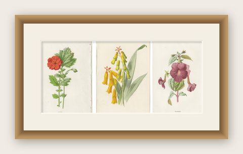 Set of Three Botany Prints Avens, Lachenalia, Achimenes, shown framed
