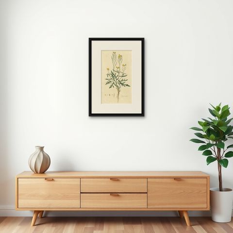Antique Botany Print of Diplotaxis Tenuifolia by Curtis 'circa 1817', shown framed on a wall, true to size