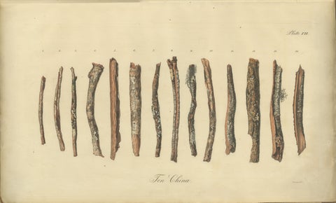 Cinchona Bark Varieties: A Rare Hand-Colored Illustrated Botanical Atlas (1826), view 8