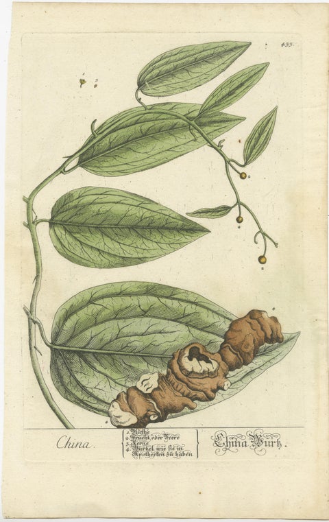 Antique Botanical Print of Chinaroot, view 2