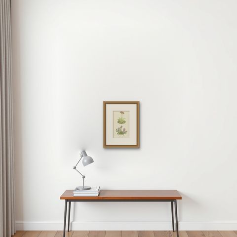 Scottish Primrose and Alpine Thyme hand coloured botanical print 1874, shown framed on a wall, true to size