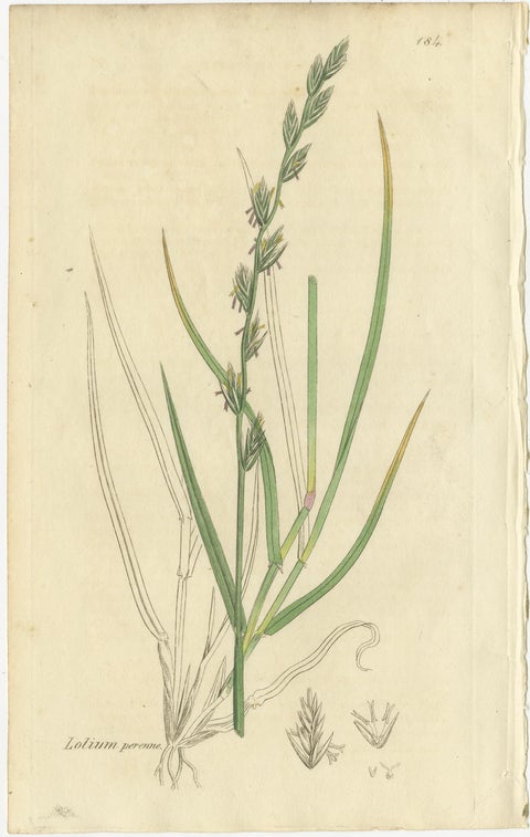 Set of 8 Antique Botanical Engravings of Wheat, Barley and Ryegrasses, c.1830, view 9
