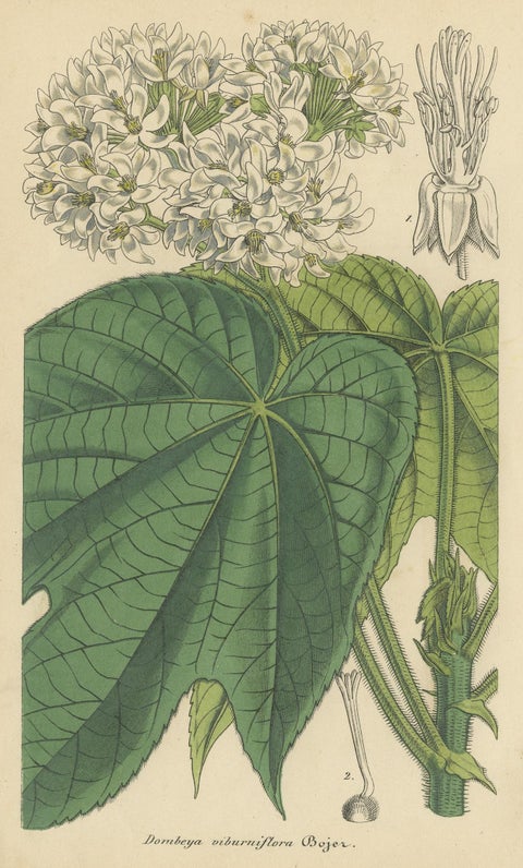 Antique Botany Print of the Dombeya Flowering Plant by Lemaire, 'circa 1851', view 4