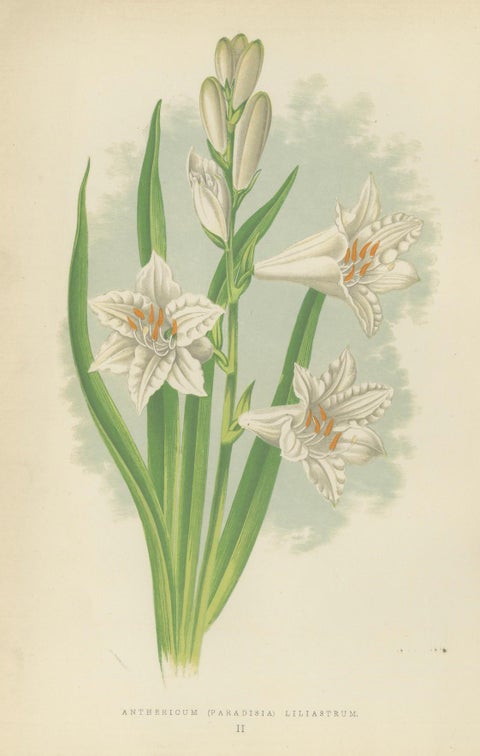 Paradise Lily (Anthericum liliastrum), Hand-Coloured Botanical Print, 1874, close-up 5