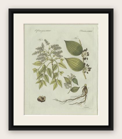 Original Antique Botanical Print of Licorice and Carob by Bertuch, 1805, shown framed