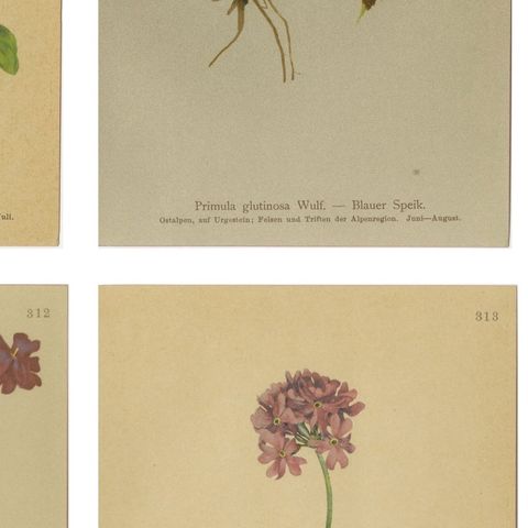 Alpine Botanical Prints Set of 6, Antique Chromolithographs, Primula Series 1897, close-up 2