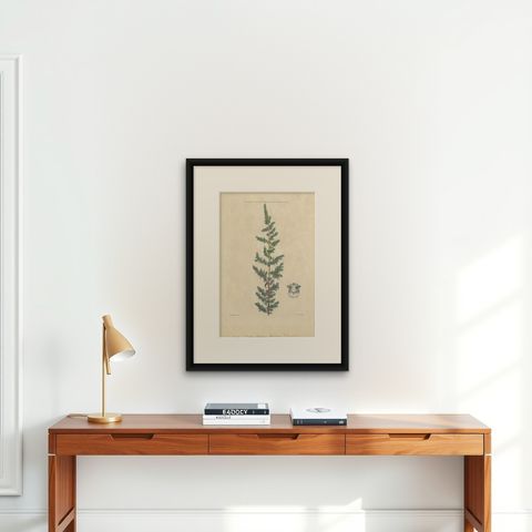 Antique Botany Print of a Parietaria Species by Martyn 'circa 1730', shown framed on a wall, true to size