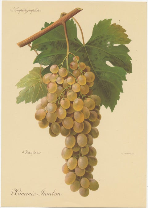 Set of four Antique Prints of Green / White Grape Varieties, view 3