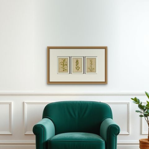 Set of 3 Rare Botanical Engravings, Cracca, Lotus & Foenugracum, ca.1690, shown framed on a wall, true to size
