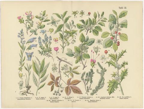 German Botanical Plates, Wildflowers & Medicinal Plants, Stuttgart c.1890, view 4